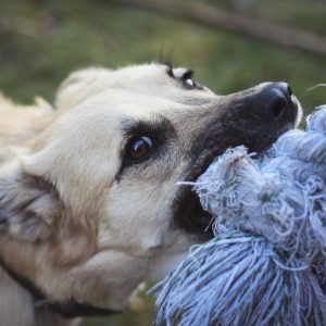 Dog Chew Toy Set - 10 Pack Durable Rope and Rubber Toys for Puppies