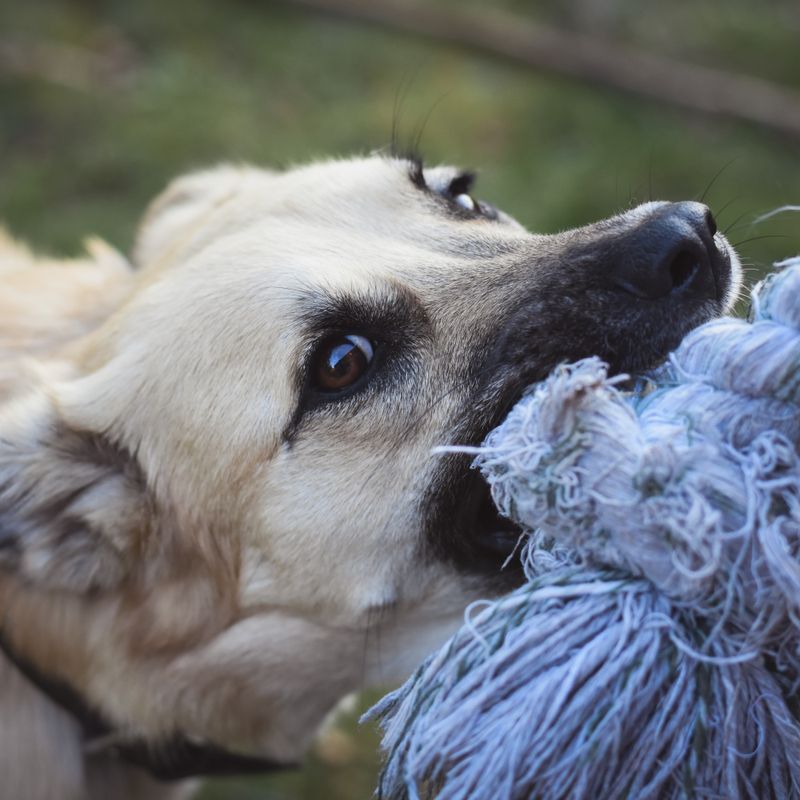 Dog Chew Toy Set - 10 Pack Durable Rope and Rubber Toys for Puppies